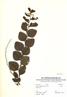 藏品(馬甲子)的圖片